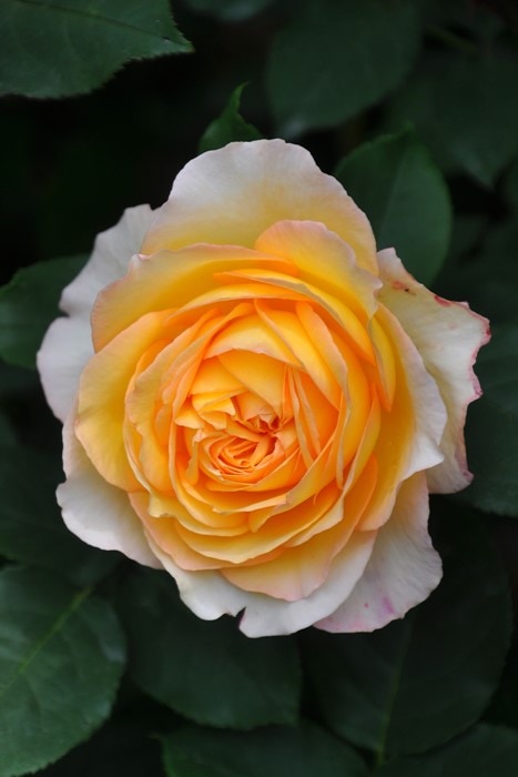 バラ苗【中苗】ウェルビーン 国産苗 6号鉢植え品《J-FL20》 | すべての