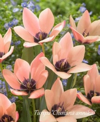 □【球根植物】 変わり咲きチューリップ 『ミステリーバレー