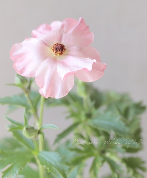 綾園芸さんのラナンキュラス ラックスシリーズ 『イーシス』 | すべて