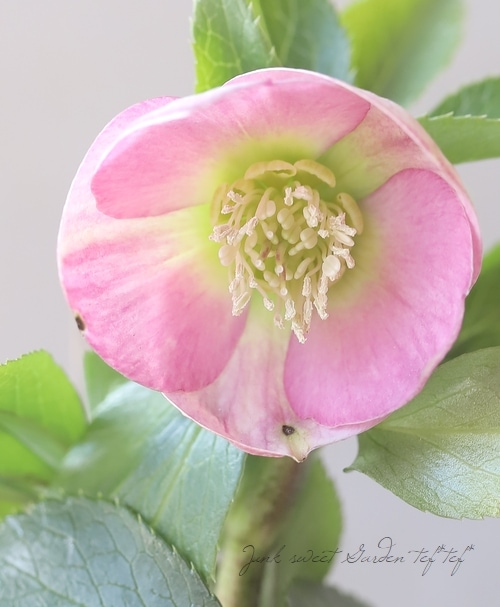 横山園芸・育種生産】 小輪多花性クリスマスローズ 『プチドール』 【D