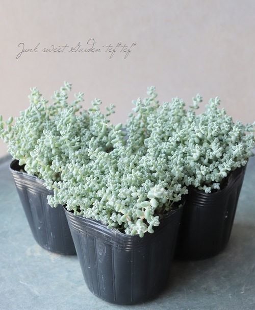 多肉植物】セダム・ブレビフォリウム 『そよ風の天使』 | すべての商品