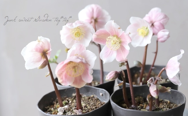 広瀬園芸さん クリスマスローズ 『ピンクニゲル』 | すべての商品