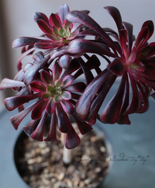 多肉植物】 『真っ黒 黒法師錦』 大株 アエオニウム属☆ | すべての