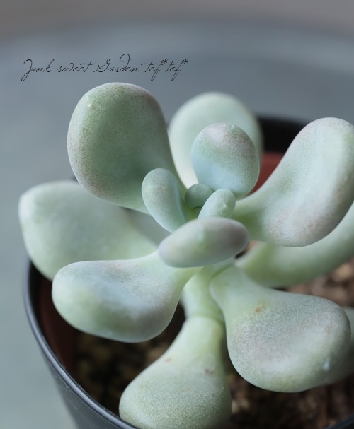 多肉植物】 『星美人』 パキフィツム属☆ | すべての商品 | | Junk