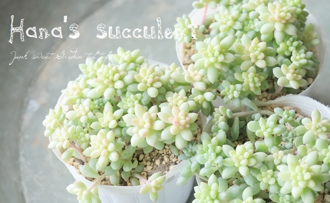 多肉植物】 セダム 『ピンクベリー』 【はなちゃんの多肉】 | すべての