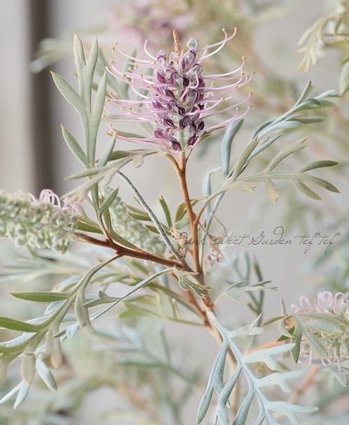 グレビレア ドローシーゴードン(ドーンパープル)9号角鉢大株②