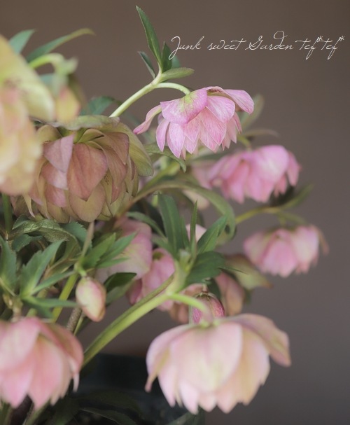 クリスマスローズ 『ピンクリバーシブル dd』 特大株 | すべての商品