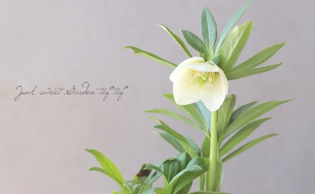 横山園芸・育種生産】 小輪多花性クリスマスローズ 『プチドール』 【G