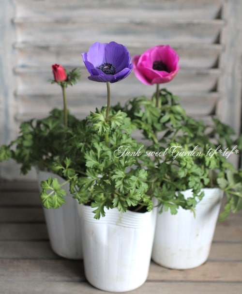 アネモネ・矮性品種 『ポルトMIX』 一重 | すべての商品 | | Junk