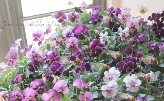 ○ビオラ 『パルプンテ MIX』 | すべての商品 | | Junk sweet Garden