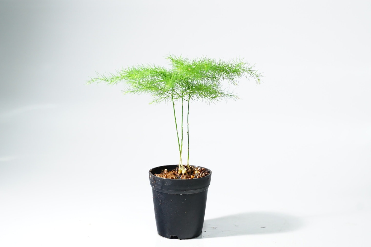 アスパラガス プルモーサス'ナナス'｜ピクタ公式通販