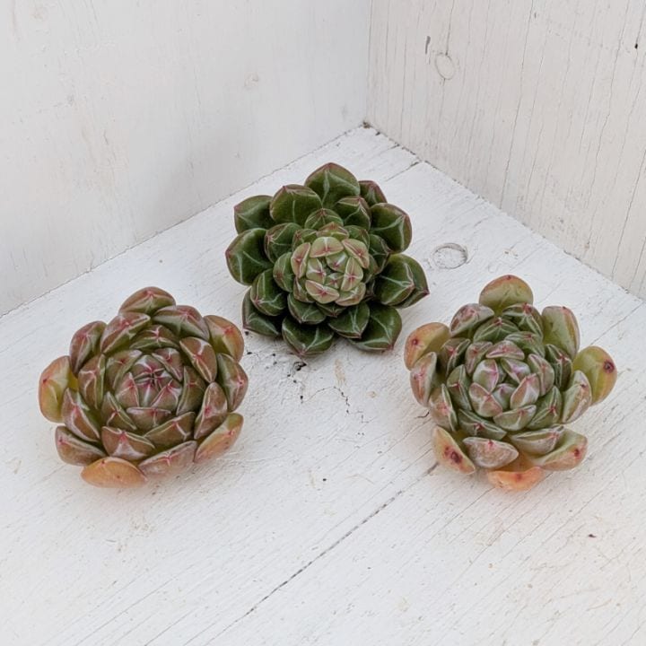 すべての商品 | 多肉植物の専門通販サイト｜実のりえん