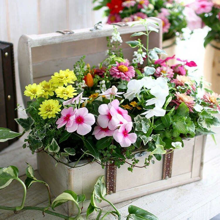 送料無料】花うるる おまかせ 寄せ植え トレジャーBOX [Mサイズ