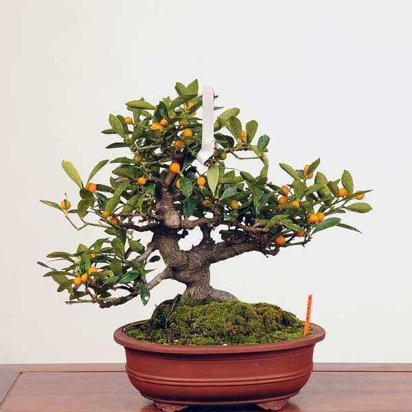 中品盆栽：特選キンズ 現品*金豆・きんず kinzu | 中品・大品盆栽,花物