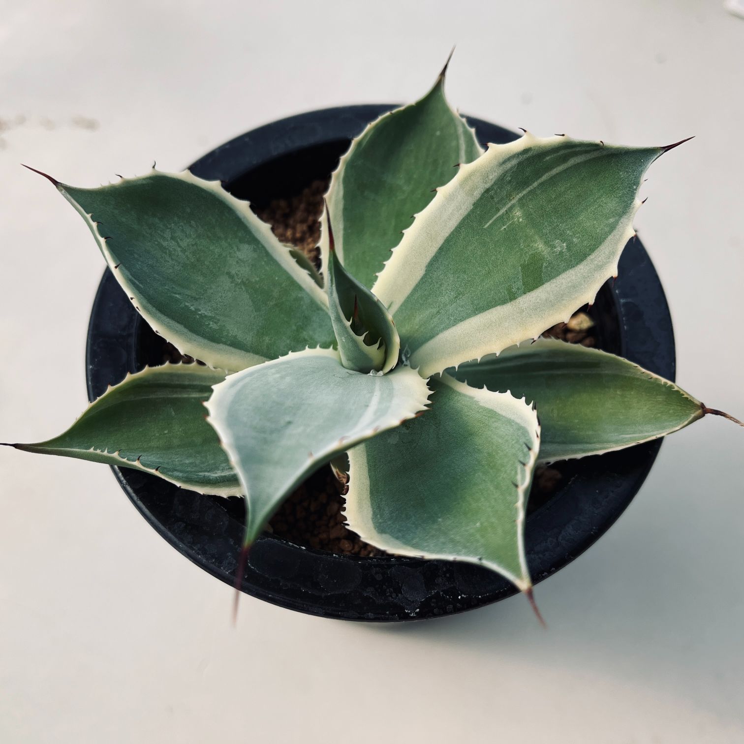 多肉植物：アガベ ポタトルム ホワイトエッジ*幅12cm | サボテン