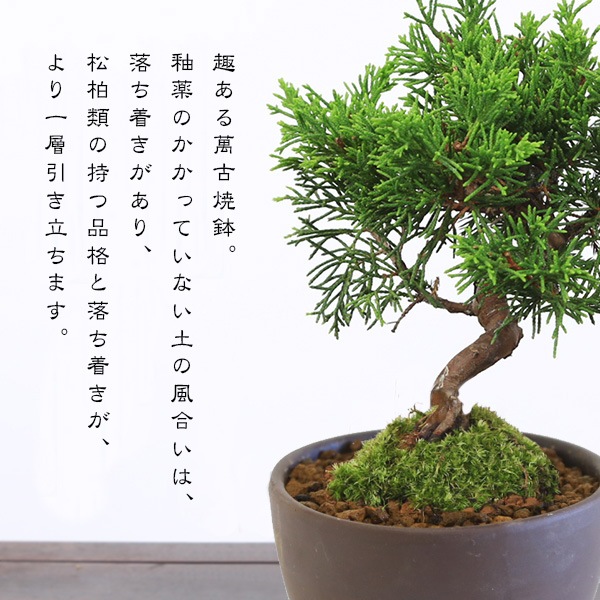 ミニ盆栽：糸魚川真柏（曲・5年生）* (萬古焼泥物丸小鉢) 苔付き