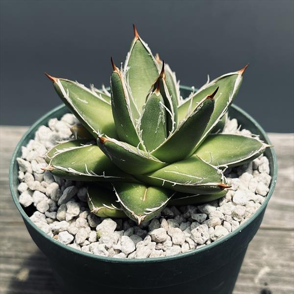 アガベ 王妃笹の雪 B型 6号鉢つき 特大株❗ ② アガベ 王妃笹の雪 B型