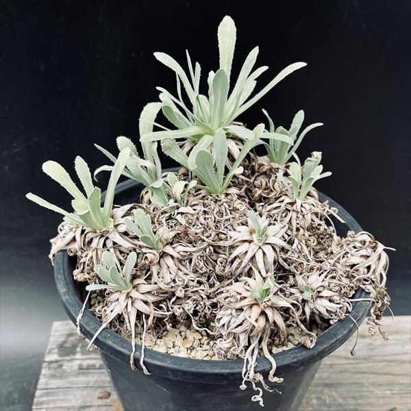 ☆特価☆コーデックス：オトンナ レトロルサ*葉幅15cm 現品！一品