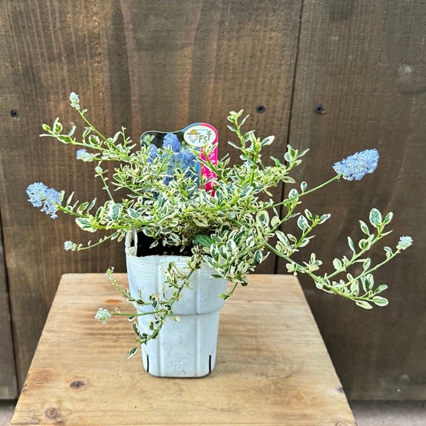 観葉植物 鉢花：セアノサス クールブルー*3号 カリフォルニア