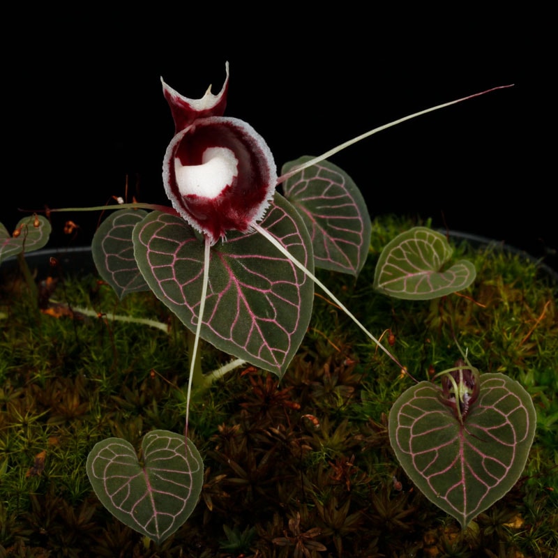Corybas pictus [ コリバス・ピクタス / メタリックピンク