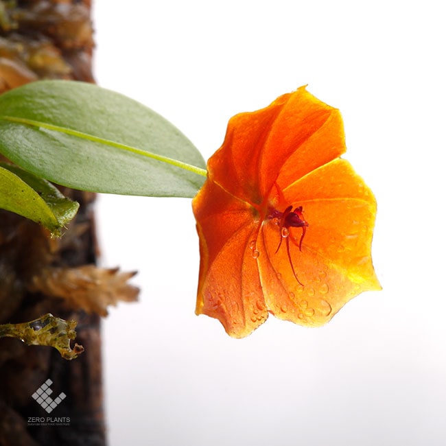 Lepanthes telipogoniflora [ レパンテス・テリポゴニフローラ