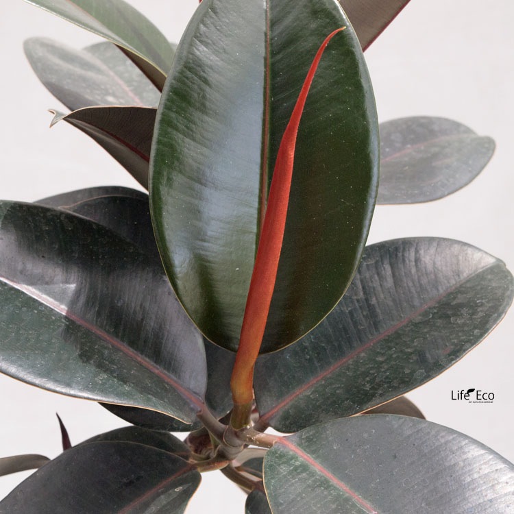 観葉植物 フィカス・バーガンディ / 8寸・約W 55cm×H110～130cm