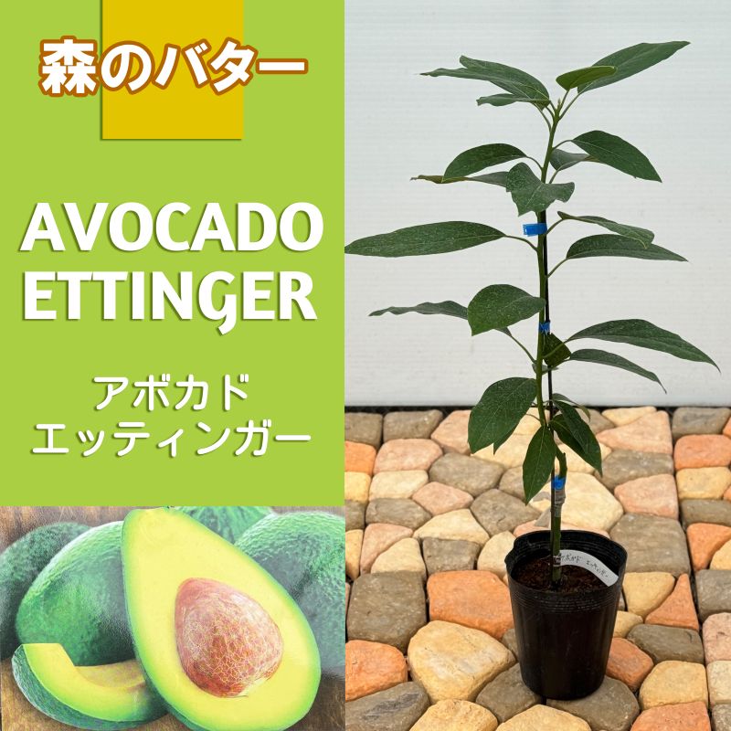 フェイジョア「クーリッジ」 4.5号ポット 接木苗 果樹 苗 園芸 花 通販