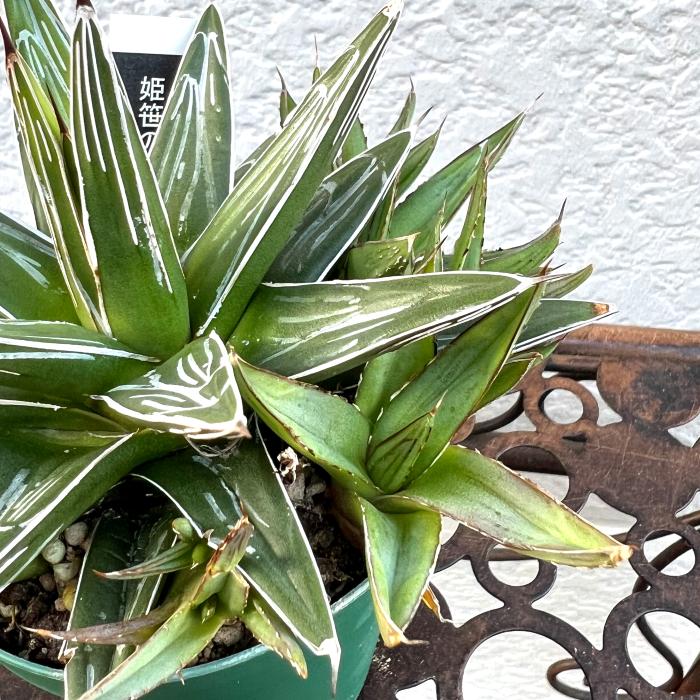 アガベ 姫笹の雪 ライムグリーン斑入り 変わり斑 アガベ 笹の雪