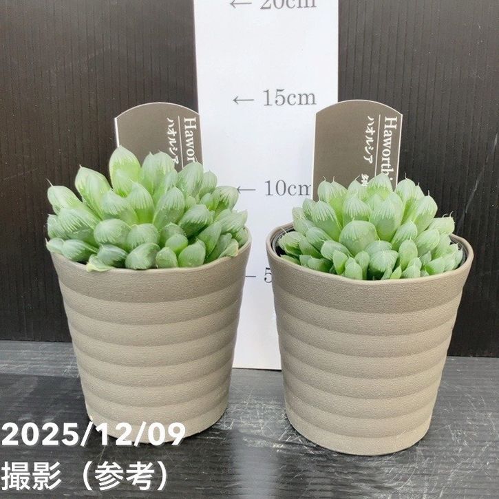 ハオルチア オブツーサ 3.5号 2鉢セット｜観葉10-TU | 観葉・多肉