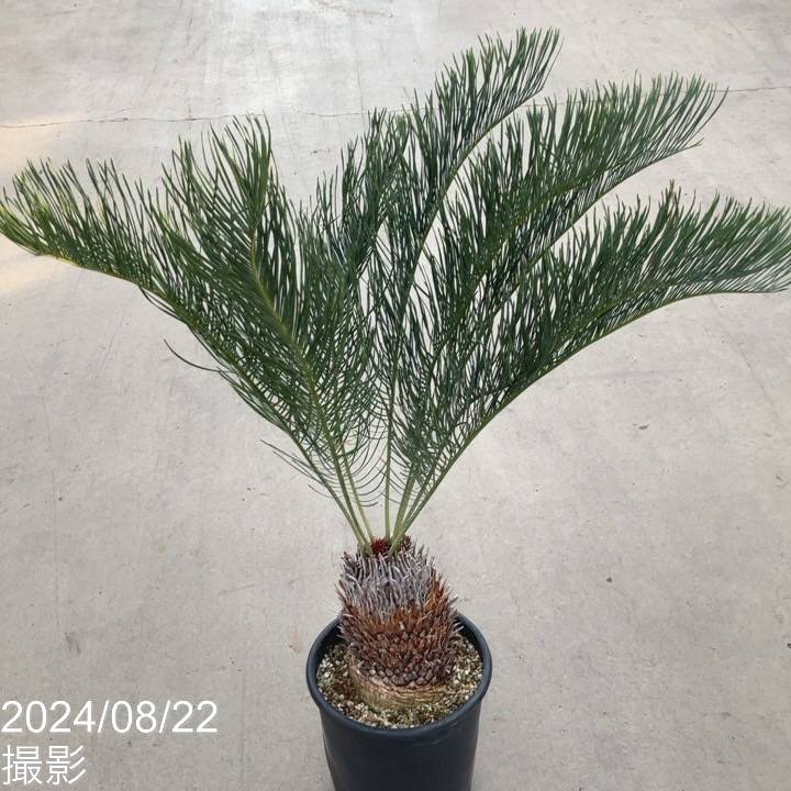 激レア！現品お届け】サイカス カイルンシアナ（ブルーソテツ）9号大鉢