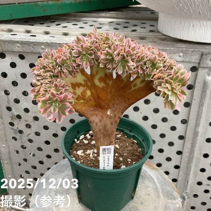 綴化アエオニウム ピンクウィッチ錦 4号｜観葉04-PA | □キーワード