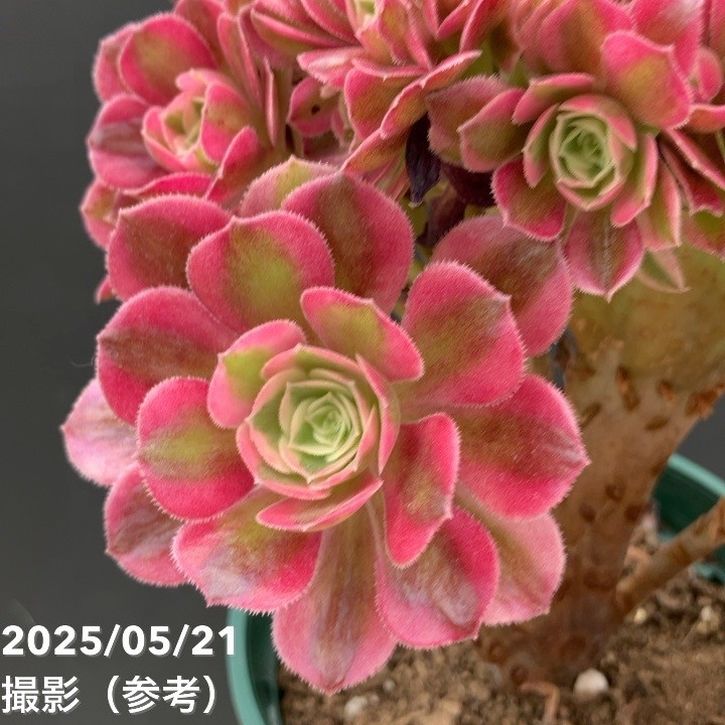 綴化アエオニウム ピンクウィッチ錦 4号｜観葉04-PA | □キーワード