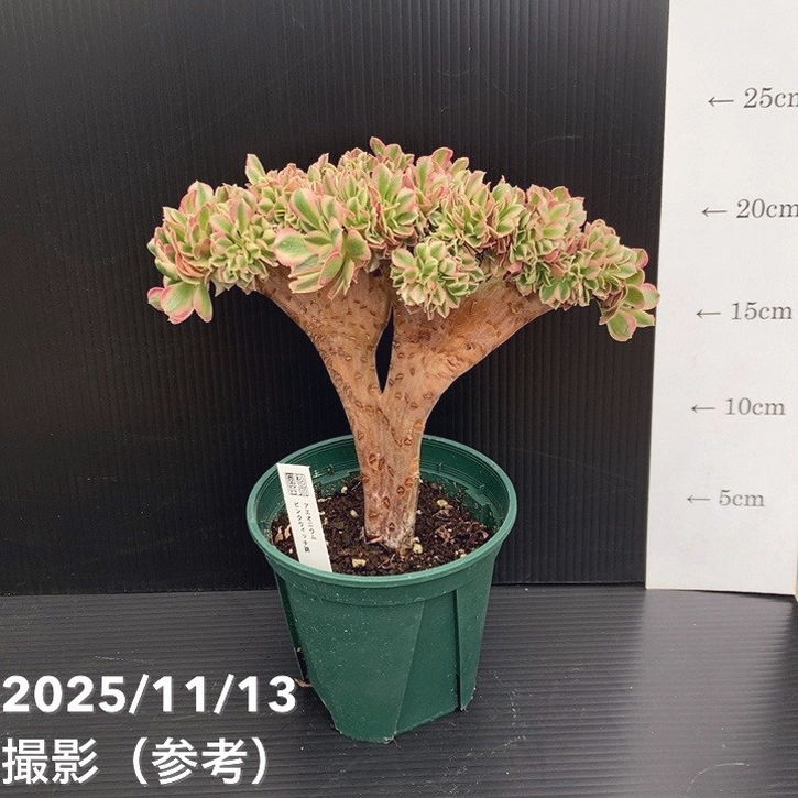 綴化アエオニウム ピンクウィッチ錦 4号｜観葉04-PA | □キーワード