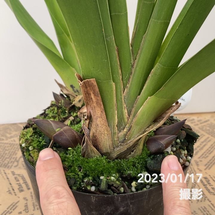 花芽つき確認済み＞フォアゴットンフルーツ 5号｜ミツバチ蘭｜洋蘭10