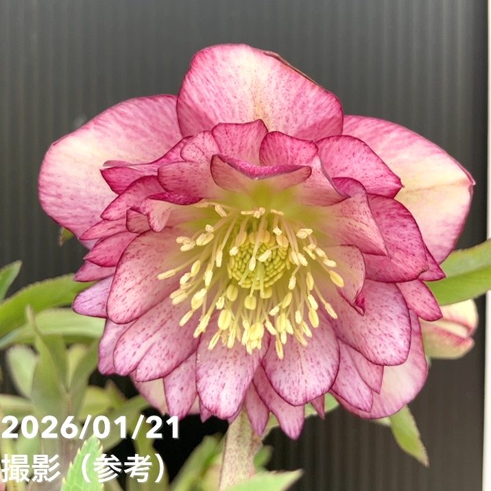 お買い得一点物咲き進み株】加藤農園 クリスマスローズ グロッシー