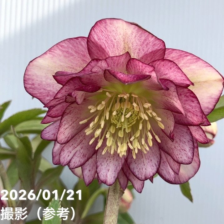 お買い得一点物咲き進み株】加藤農園 クリスマスローズ グロッシー