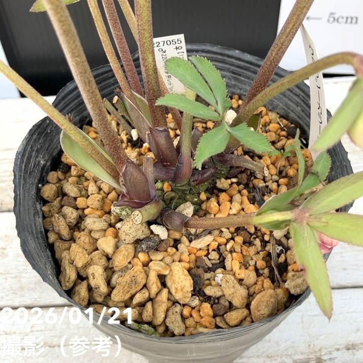 お買い得一点物咲き進み株】加藤農園 クリスマスローズ グロッシー