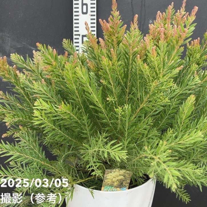 アカシア テレサ 7号｜花木04-PA | 花木・庭木,[記念樹・シンボル