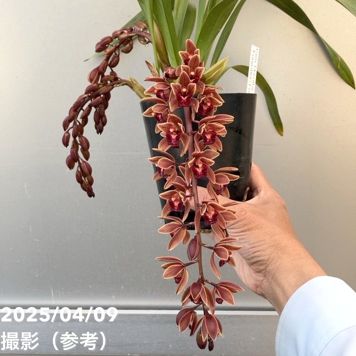 花芽2個＞フォアゴットンフルーツ 4号｜ミツバチ蘭｜洋蘭10-TU | 草花