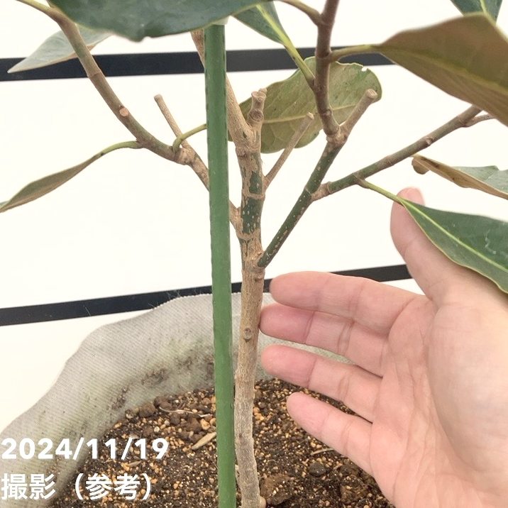 現品お届け】タイサンボク リトルジェム 8号ルートポット｜花木10-TU