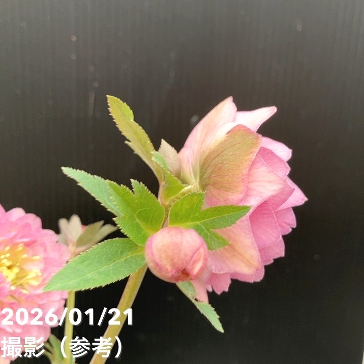 一点物】加藤農園 クリスマスローズ ピンクアフロディーテ 4.5号（KT15