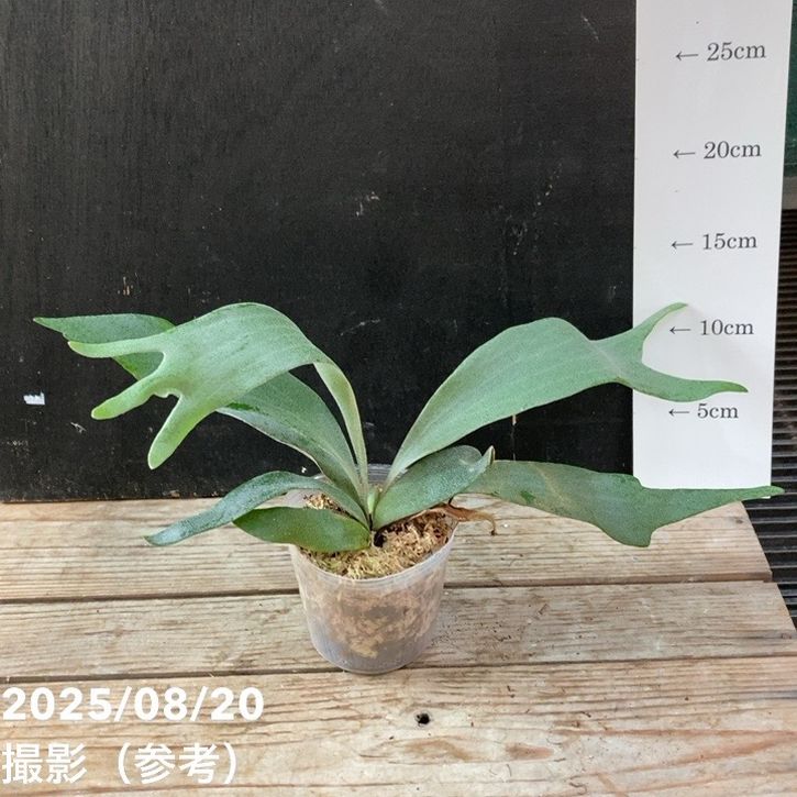 ビカクシダ 3号｜観葉04-PA | 観葉・多肉,[珍しい観葉] | 赤塚植物園