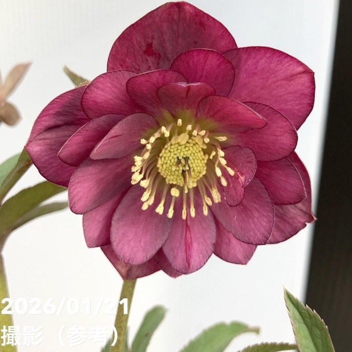 フレグランスレッドエンジェル交配 加藤農園 クリスマスローズ同梱可能