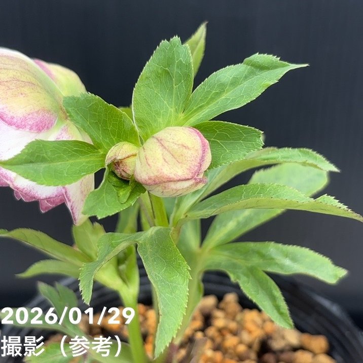 一点物】加藤農園 クリスマスローズ アフロディーテプリマヴェーラ 4.5