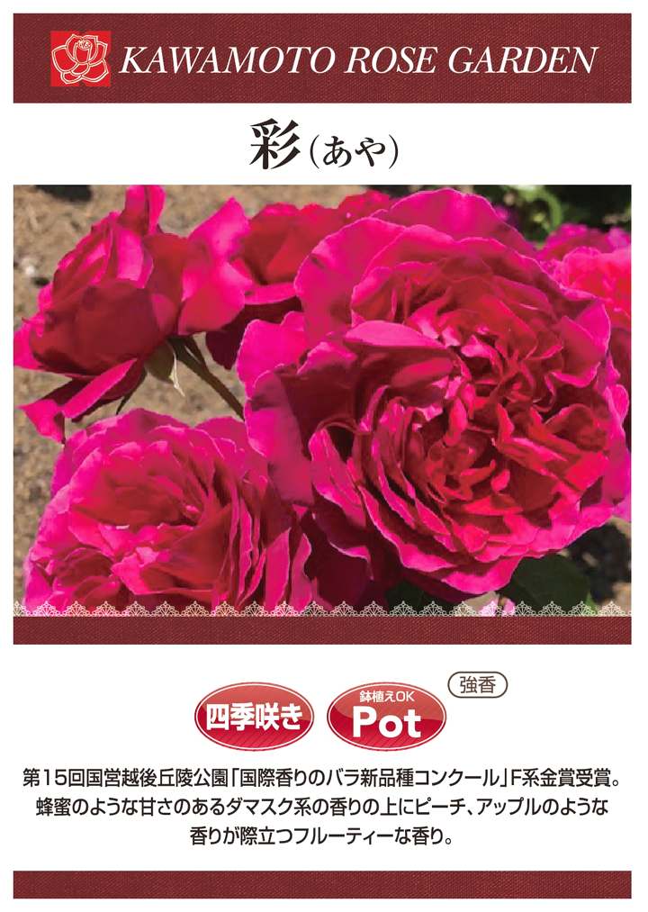 バラ大苗 彩（あや） 7号ロングスリット鉢 河本バラ園｜花木04-PA