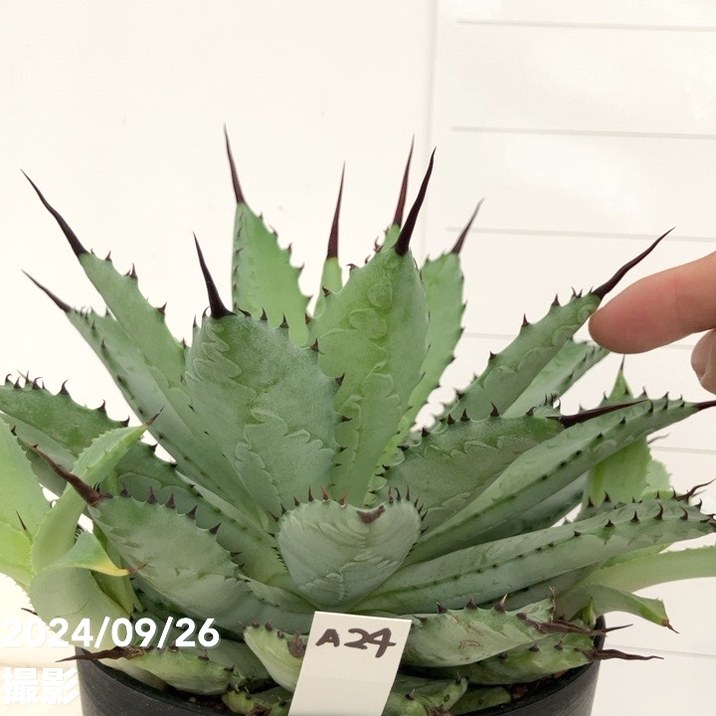 現品お届け】アガベ 5号 チタノタ 曲刺八荒雷神 Agave macroacantha