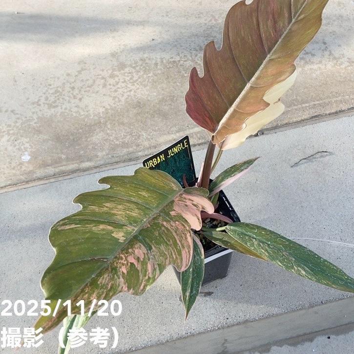 現品お届け】フィロデンドロン キャラメルマーブル 3.5号（2）｜観葉10