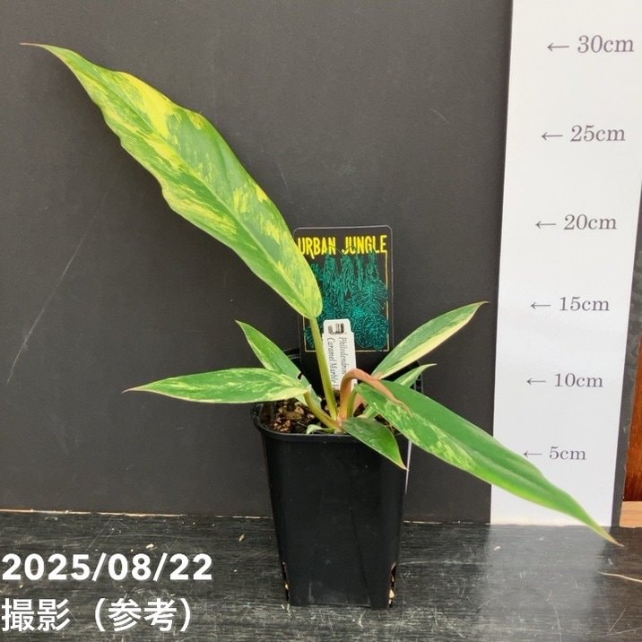 現品お届け】フィロデンドロン キャラメルマーブル 3.5号（2）｜観葉10