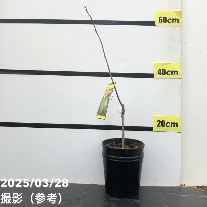 ポポー マンゴー 5号 1年生苗｜果樹10-TU | 果樹,[珍しい果樹] | 赤塚