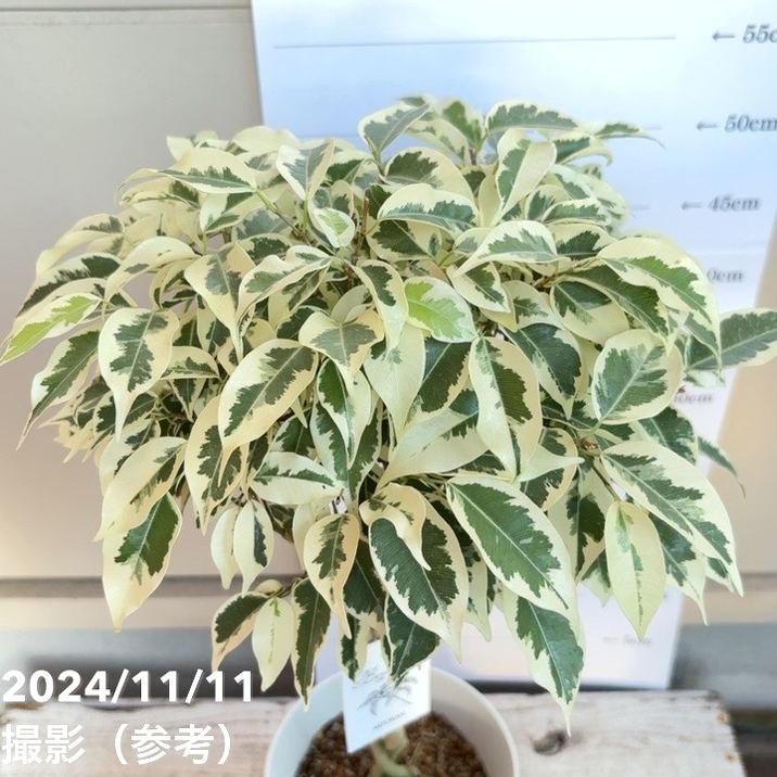 フィカス ベンジャミナ スターライト ビューティークイーン 5号 PVP